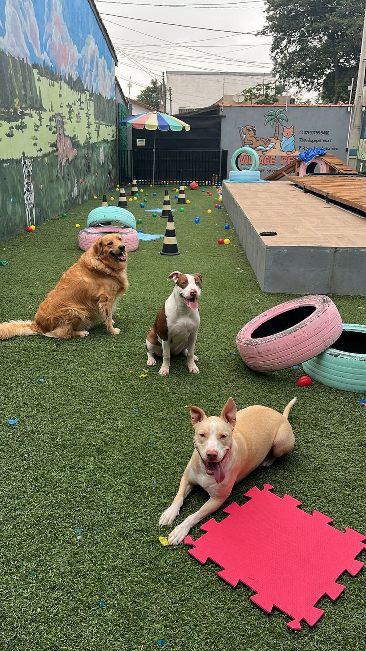 Creche canina com estrutura de resort